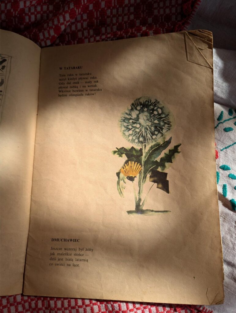 milkweed poland ewa salamon illustrations botanical